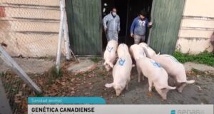 Genética: Se autorizó el primer ingreso de cerdos reproductores desde Canadá