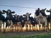 INTA presenta una aplicación que evalúa las buenas prácticas en los tambos