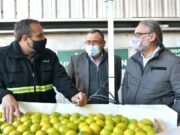 Agricultura y el Senasa certificaron cargamento de limones con destino a la Unión Europea