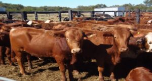 El precio de los alimentos: la carne como un bien de lujo