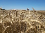 Inscriben nuevas variedades de triticale forrajero