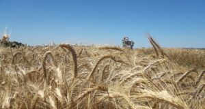 Inscriben nuevas variedades de triticale forrajero