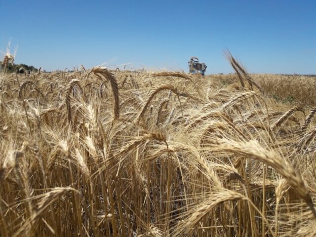 15 - 05 - triticale-1