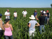 Producción agroecológica, orgánica o convencional: diferencias y similitudes