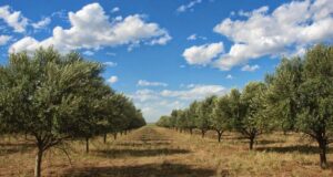 Agricultura declaró la emergencia agropecuaria en Catamarca y la prorrogó en Chaco