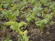 El otoño es el momento para rediseñar y fortalecer la huerta