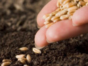 Fallo de la Justicia contra Monsanto: la mera innovación no es equiparable a la inventiva