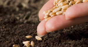 Fallo de la Justicia contra Monsanto: la mera innovación no es equiparable a la inventiva