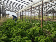 Renspa: Actualización automática de datos para inscriptos de la agricultura familiar