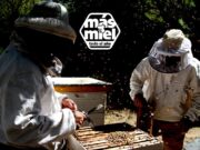 Arrancó la Campaña federal «Más miel todo el año»