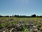 El trigo es el cultivo que más beneficios aporta al sistema