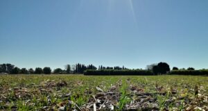 El trigo es el cultivo que más beneficios aporta al sistema