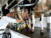 Uruguay y Argentina lideran la tabla de crecimiento de producción de leche