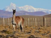 Mapean migraciones de herbívoros para su conservación