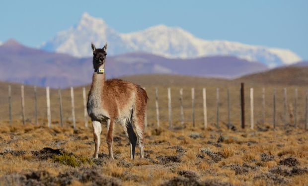 25 - 05 - guanaco con collar de señal