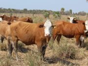 Pautas de manejo del ganado ante la falta de reservas forrajeras