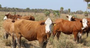 Pautas de manejo del ganado ante la falta de reservas forrajeras