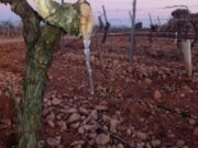 Agricultura declaró la emergencia agropecuaria en San Juan