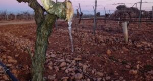 Agricultura declaró la emergencia agropecuaria en San Juan