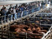 Carne: cómo son las maniobras de exportadores truchos que investiga el Gobierno
