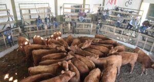 Valores elevados para el ternero liviano en el remate de Mondino en Buena Esperanza