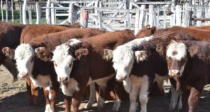 Precios destacados para los novillos en el remate de San Luis Feria en Unión