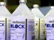 Una novedosa vacuna argentina contra la diarrea viral bovina está mejorando la producción ganadera