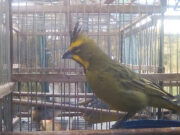 San Luis: 14 aves rescatadas del tráfico ilegal ingresaron al Centro de Conservación de Vida Silvestre