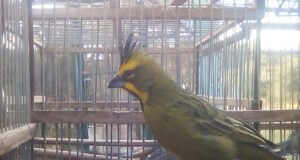San Luis: 14 aves rescatadas del tráfico ilegal ingresaron al Centro de Conservación de Vida Silvestre