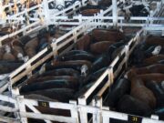 Comenzó el paro del campo en rechazo al cierre de las exportaciones de carne vacuna