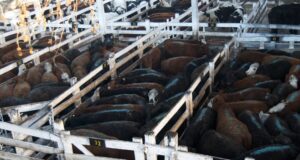 Comenzó el paro del campo en rechazo al cierre de las exportaciones de carne vacuna