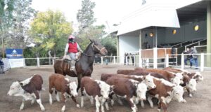 Con valores muy firmes para la invernada, San Luis Feria remató 600 cabezas
