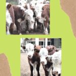 WhatsApp Image 2021-05-06 at 19.52.03 (1)