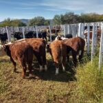 WhatsApp Image 2021-05-10 at 16.20.35 (1)