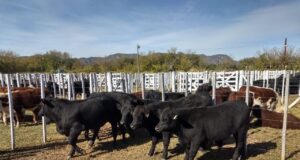 Celebrados precios en la venta especial de terneros y feria general en Quines