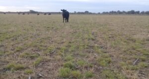 Fortín El Patria: siembra exitosa de pasto llorón en otoño asegura un pastoreo en primavera