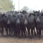 WhatsApp Image 2021-05-20 at 06.27.57