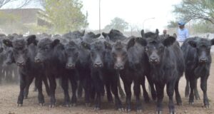 Valores sostenidos en el remate de San Luis Feria en la capital puntana