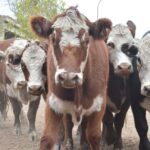 WhatsApp Image 2021-05-20 at 06.28.06