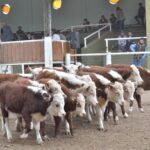 WhatsApp Image 2021-05-20 at 06.28.07 (1)