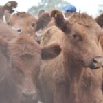 WhatsApp Image 2021-05-20 at 06.28.08 (1)