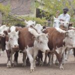 WhatsApp Image 2021-05-20 at 06.28.09 (1)