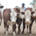 WhatsApp Image 2021-05-20 at 06.29.22