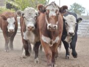 Recomendaciones para el tratamiento estratégico de la garrapata del bovino