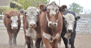 Recomendaciones para el tratamiento estratégico de la garrapata del bovino