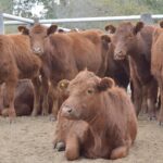 WhatsApp Image 2021-05-20 at 06.29.23 (3)