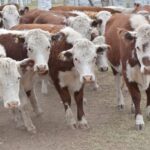 WhatsApp Image 2021-05-20 at 06.29.26 (3)