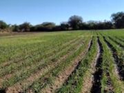 Avanza la producción de cebollas de la Agricultura Familiar en Quines