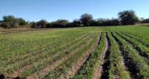 Avanza la producción de cebollas de la Agricultura Familiar en Quines