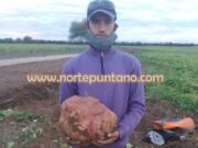 Cosechan en Candelaria una superbatata de casi 10 kilos